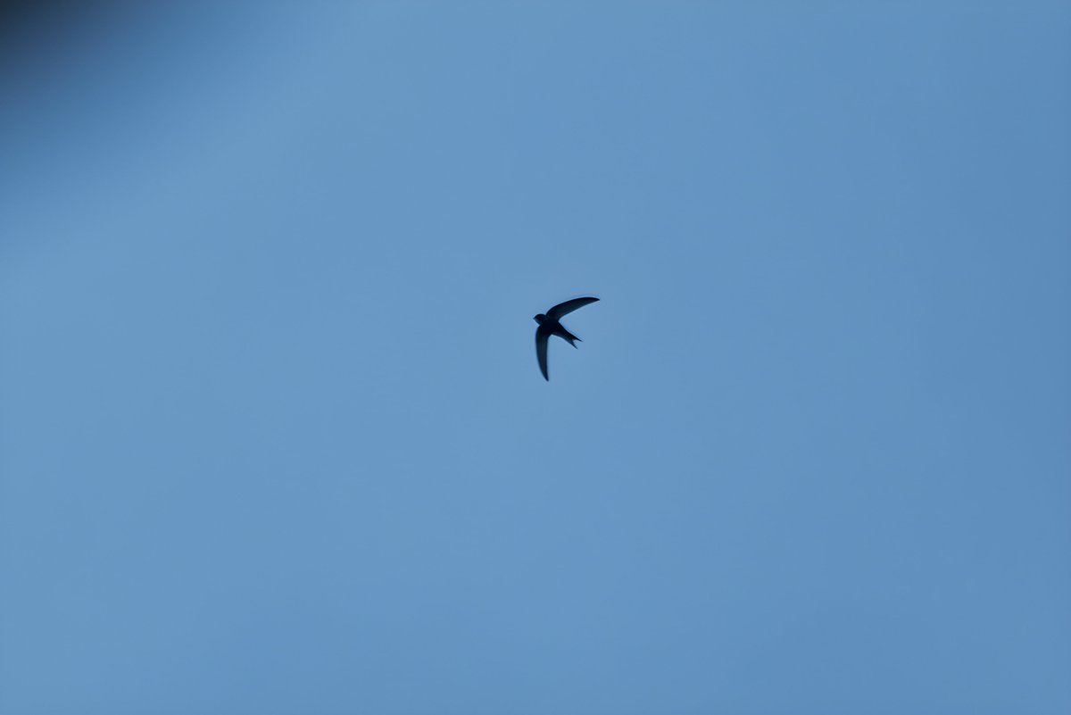 CheepBirds's tweet photo. After hearing the odd screech recently, my first Edinburgh Swift sighting of the year. 6-10 birds over New Town.

#BirdsSeenIn2023 Scotland https://t.co/upxk7yluwq
