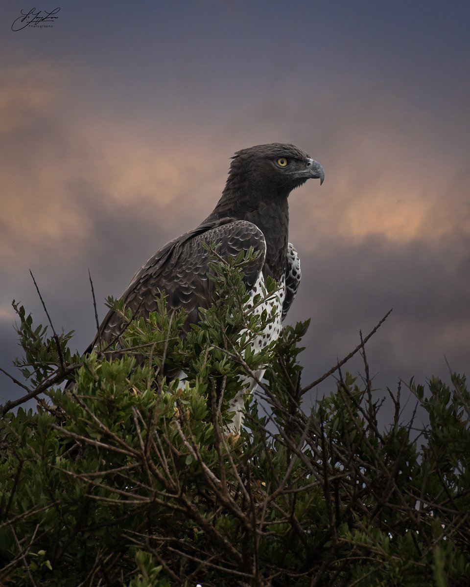 Dijune1's tweet photo. It’s my first time being really close to seeing this beautiful Martial Eagle, which is a large eagle native to sub-Saharan Africa. in the Masai Mara National Reserve. https://t.co/K6EKaaPvbD