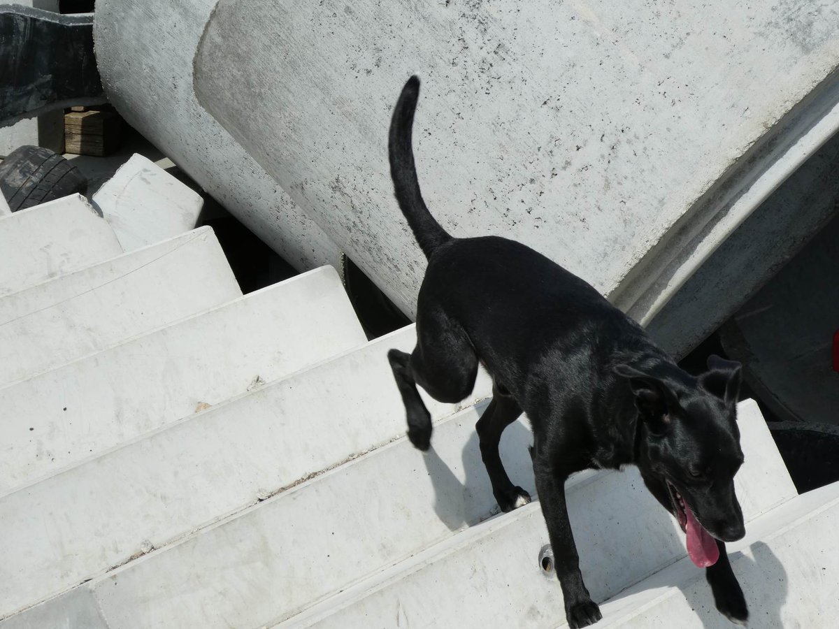 mmarcin's tweet photo. #sardog #sardogtraining #rubble #rubblesearch #RHVÖ https://t.co/VNKml8A0L0
