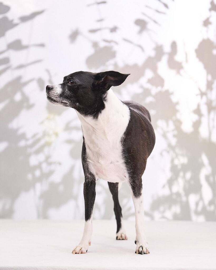 Have you heard about my latest project? I’m really excited about it. I’m looking for “Tripawed” dogs or cats that want to come to my studio. This was my first session with Zelda and we got to work out some of the kinks to get some great photos. If you ha… instagr.am/p/CsEhQ-2uMch/