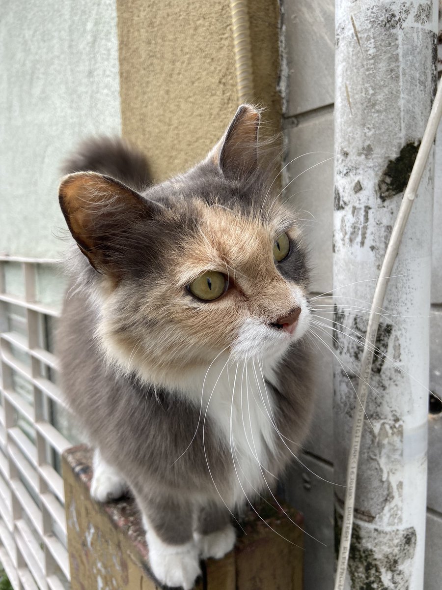 ECEM (@ecmkoca) on Twitter photo 