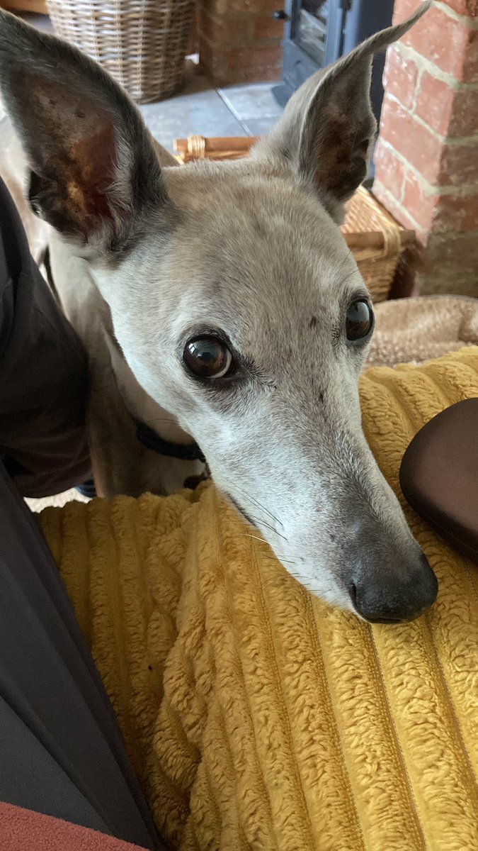 justforwhippets's tweet image. Guess which opportunist stole a yorkshire pudding today?? 🐾🤣 #yorkshirepudding #whippetlife #whippetwednesday #roastdinner
