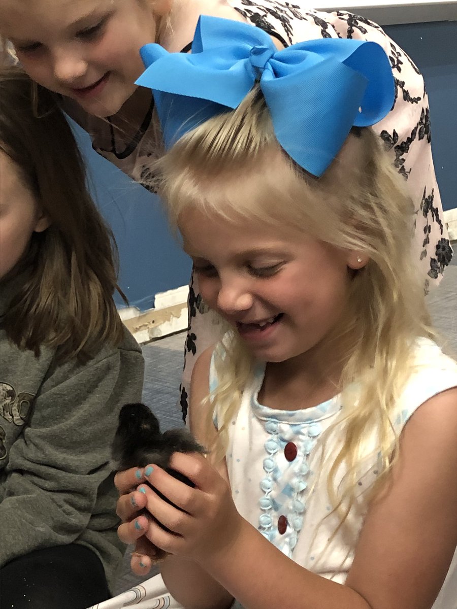 mcoleman2016's tweet photo. Best Kindergarten Day ever… look at these sweet faces as they each got to meet the baby chicks that Mrs. Beck helped our classes hatch!! This was such a neat experience for the kids!! https://t.co/z4vPs4rcDq