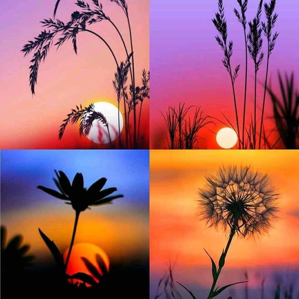 Naturalofbeaut_'s tweet photo. #Sun☀ https://t.co/wJkZvKFM9q