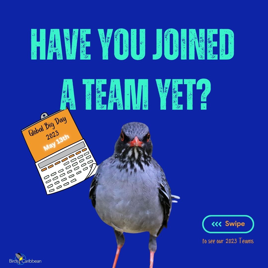 Birds Caribbean tweet media