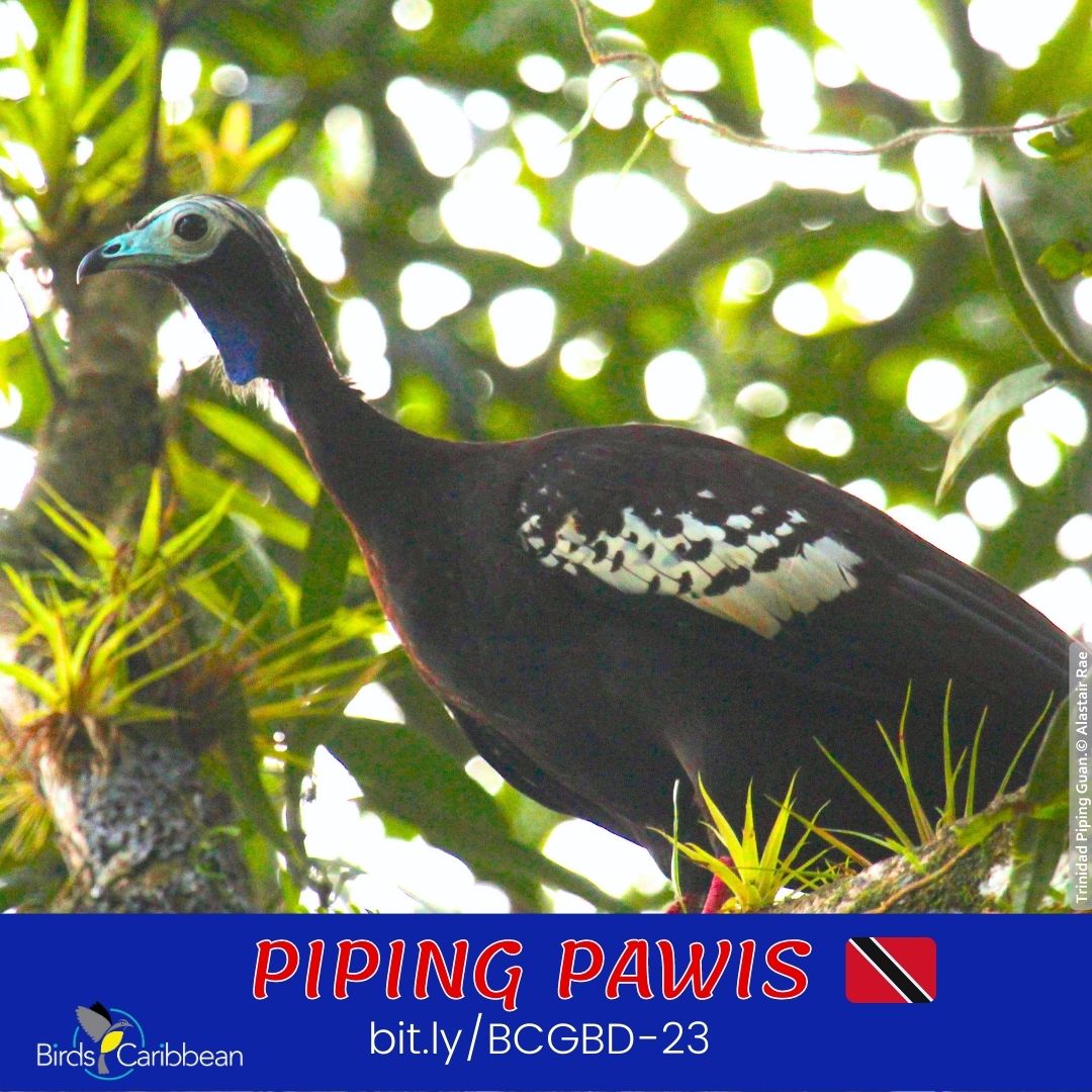 Birds Caribbean tweet media