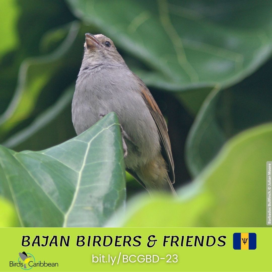 Birds Caribbean tweet media