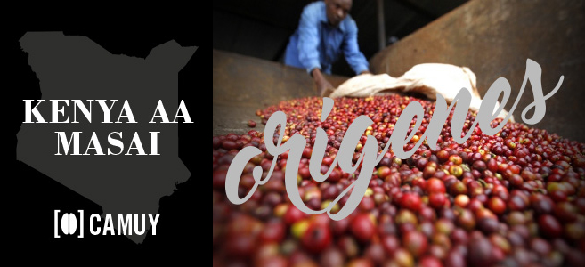 El café Kenya AA Masai se cultiva en las tierras altas del Monte Kenia, y debido a su actividad volcánica en el pasado sus tierras son muy fértiles e ideales para el cultivo.
La mayoría del café se trata por la vía húmeda y se clasifica por tamaño. Nuestra procedencia es de AA.