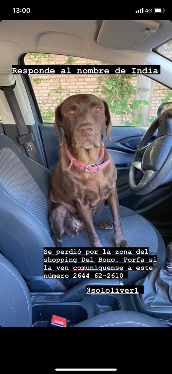 Se perdió India por lateral e Ignacio de la Rosa si alguien la ve por favor comunicarse. Tiene diabetes y necesita su medicación, se ofrece recompensa por favor ayudennos a compartir 🙏🙏🙏