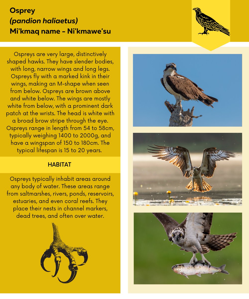 Have you seen me? I have a slender body with narrow wings and long legs. I love to be around bodies of water and eat the fish in them. Check out our Instagram for more info!
