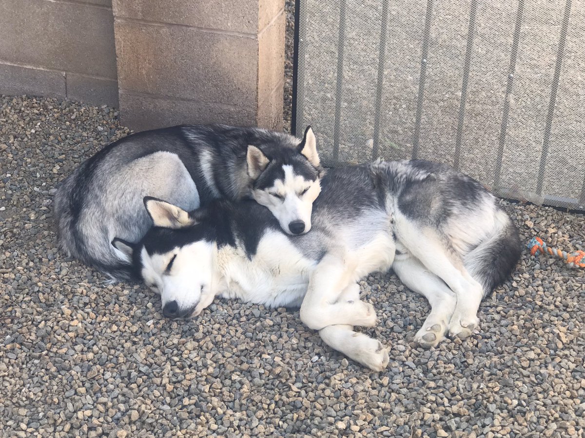 hero_husky's tweet photo. Husky love ❤️🐾 https://t.co/zFBm0EmFw6