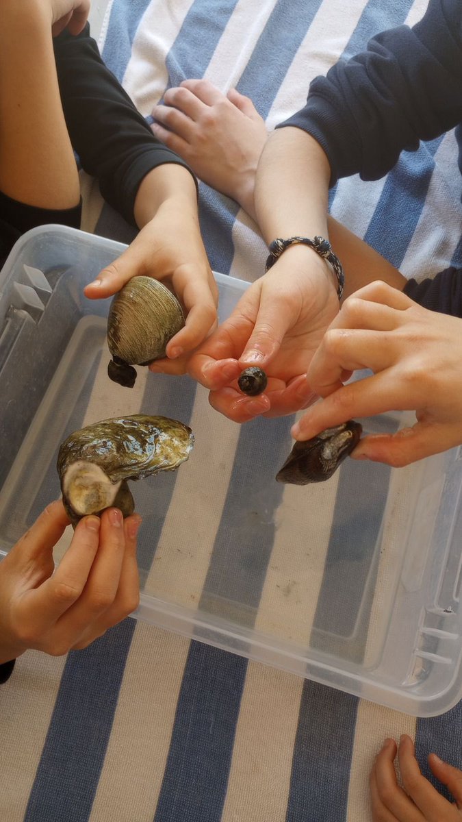 Bell 7th grade scientists (1/2 of them, 2nd rd next week!) on a field trip to the shore! GreatDayToBeABulldog(at the shore) @SoundWaters  Thanks you staff for providing this opportunity! #NextGenScience @chackerman1 @geoffcurtis @chappaqua_csd @DrAPease @JustOlive_Ed