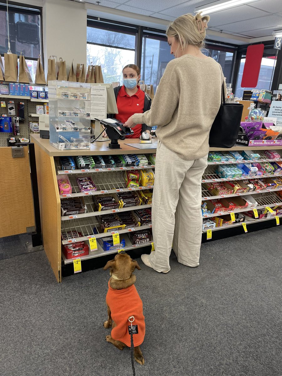 marapalm's tweet photo. @svershbow My little guy’s favorite place. Here is his patiently waiting for his milk bone. https://t.co/iJyXVYm3uB