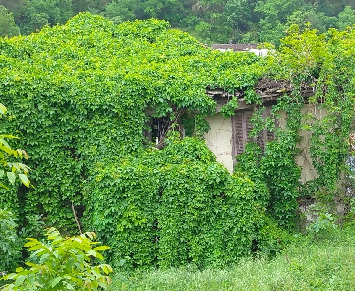 An ivy league house.

#buildingphotography #nature #NaturePhotography