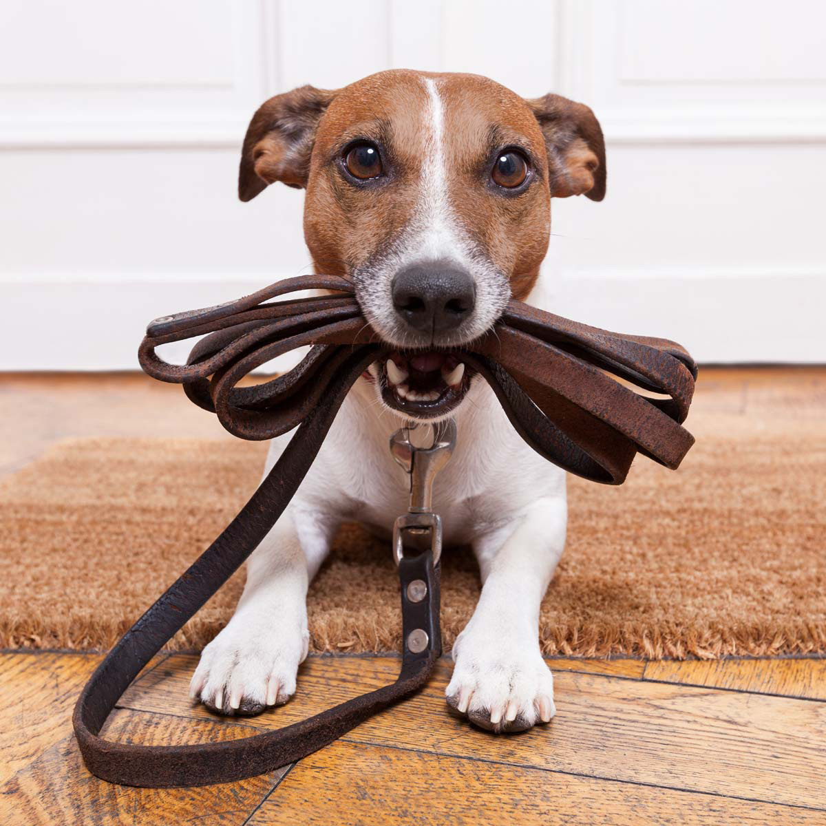 NoraLealLender's tweet image. Wish you could stroll through the paw-fect neighborhood right now? So does your favorite companion! Contact me today about getting into the perfect home in the perfect neighborhood with plenty of time to spare before Summer! Hablo Español 
(956)279-2141 #pawapproved #petowners