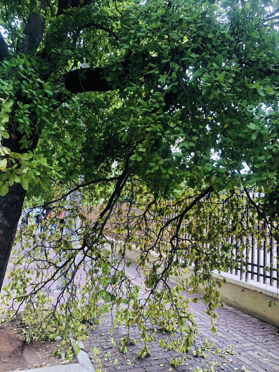 Por favor a quien corresponda por favor esta rama desprendida de uno de la árboles en la calle 16 en la zona peatonal del Colegio Nacional Loperena no permite la circulación de los ciudadanos <a href="/AlcaldiaVpar/">Alcaldía de Valledupar</a> <a href="/Aseodelnorte1/">Aseodelnorte</a>