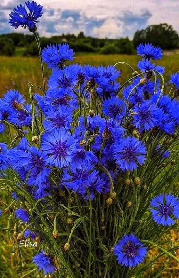 Cornflowers