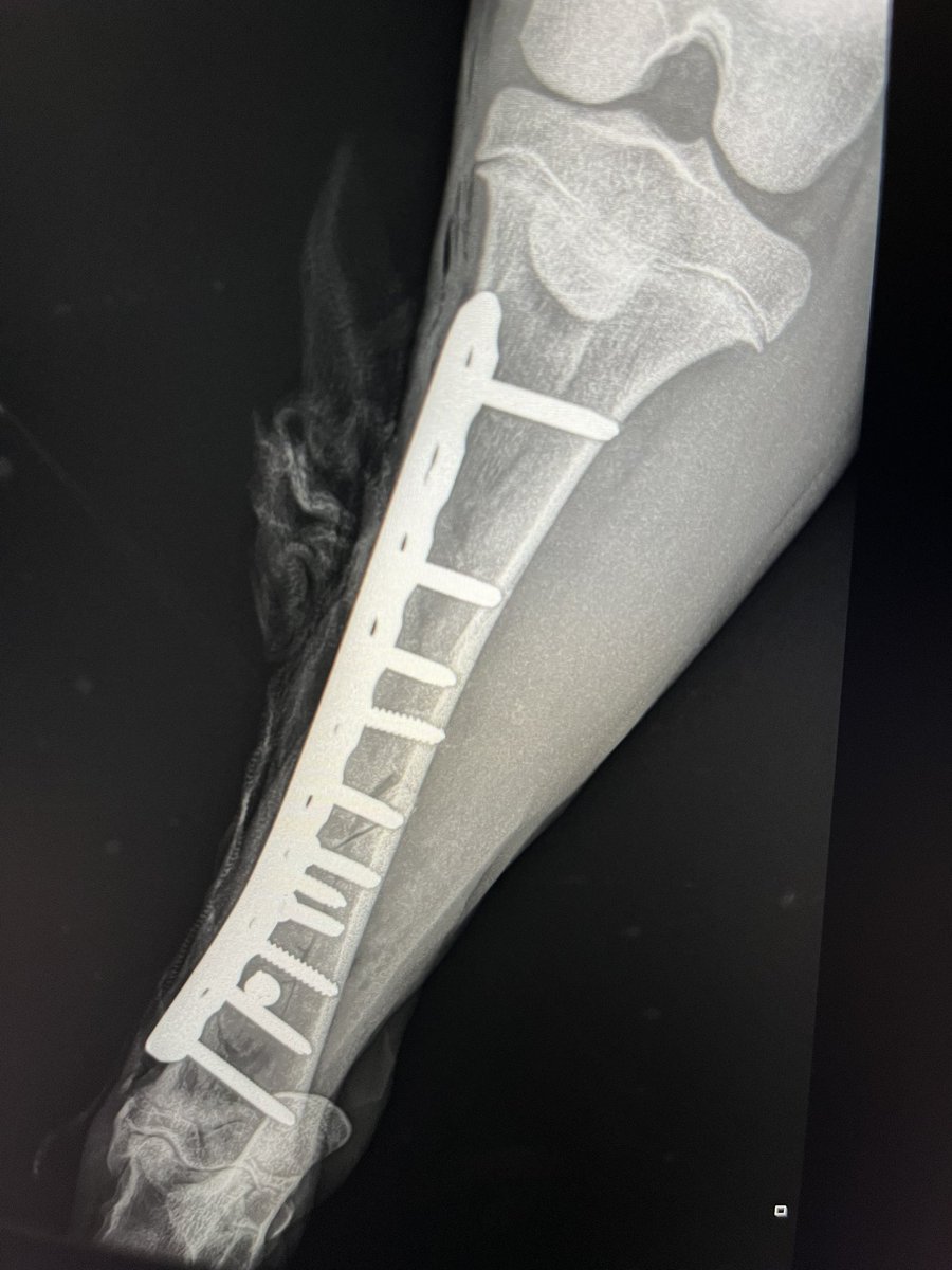 Dick Vet Equine tweet media