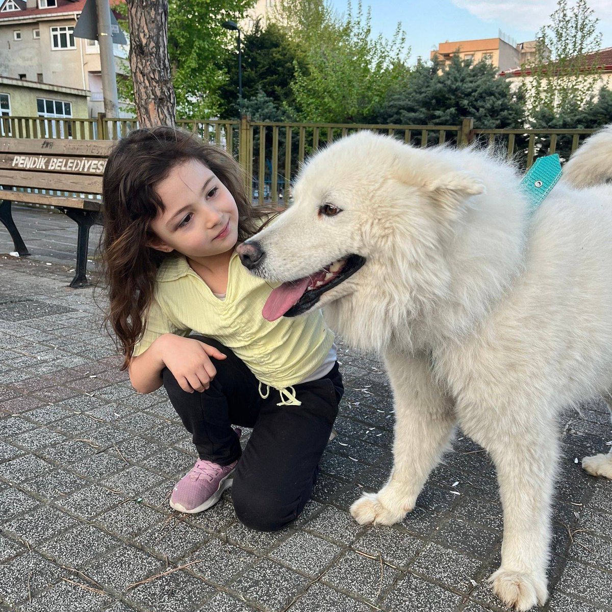"KAYIP KÖPEK GEBZE BULANA PARA ÖDÜLÜ VERİLECEKTİR
İletişim: 0533 508 74 53 facebook.com/photo/?fbid=62…