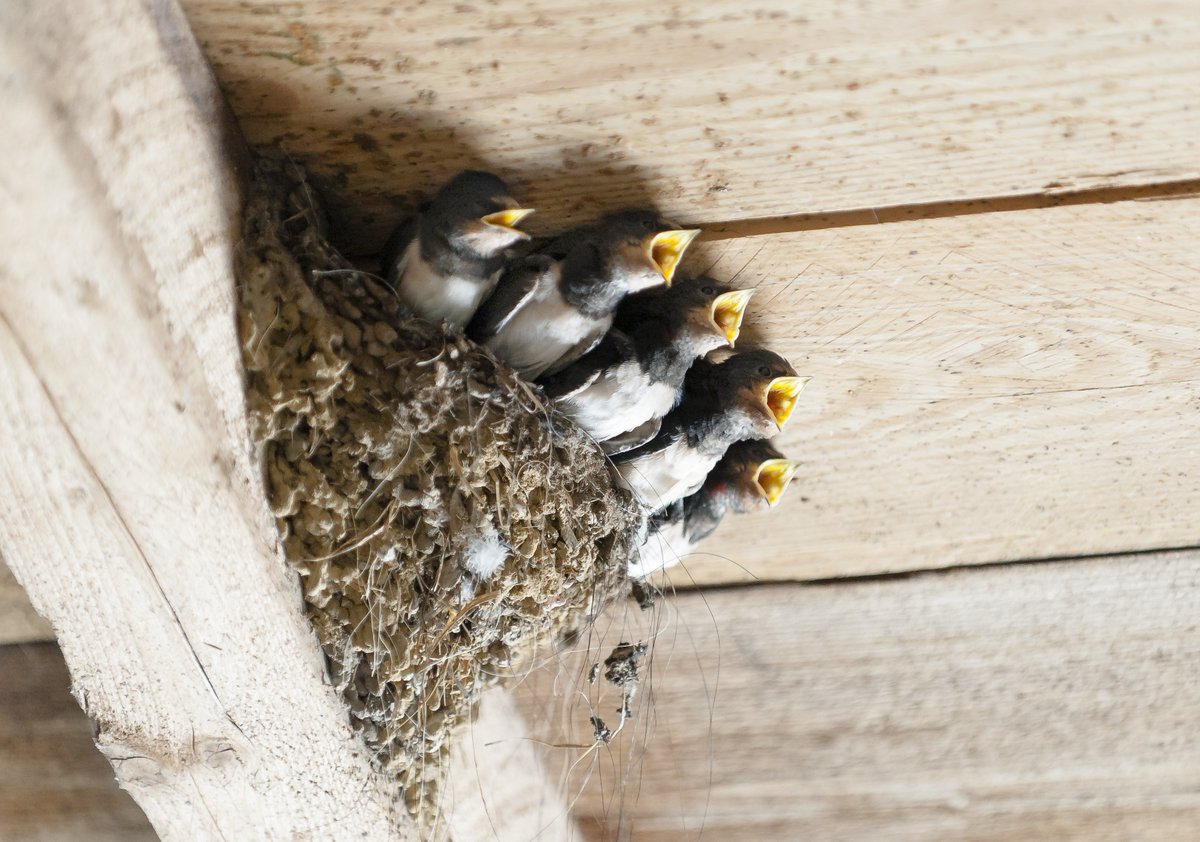 agentsruralscat's tweet photo. Les orenetes són una espècie protegida i actuen com a magnífics insecticides naturals, s'alimenten de mosquits i mosques.

⚠️ Preserva les estructures que utilitzin per a refugiar-se i nidificar.

❌ És un delicte destruir-ne els nius.

🐦 Respecta-les i protegeix-les! https://t.co/VbVpbeMxz7