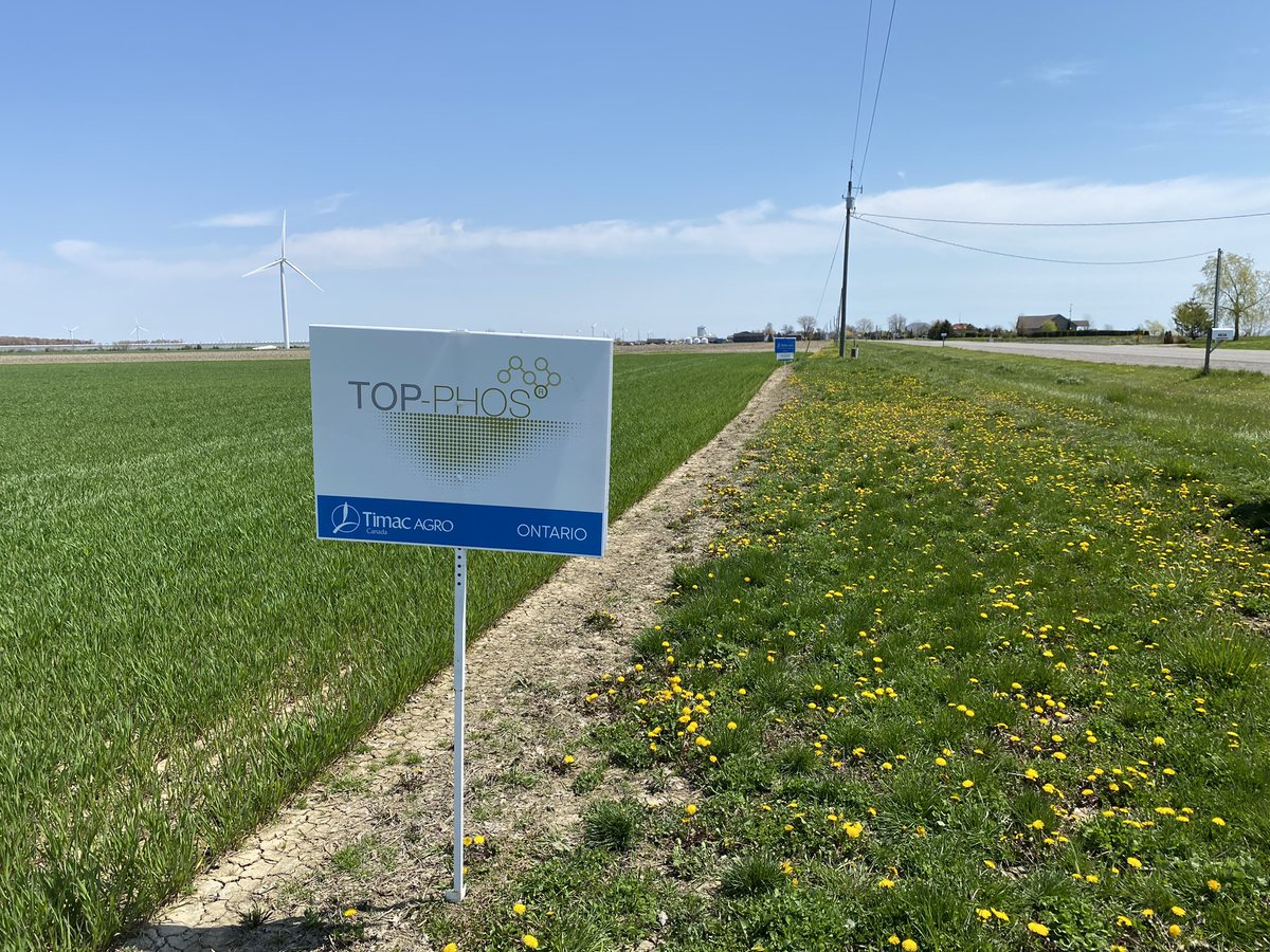 It’s easy to see why Top Phos is is a great preforming product on this winter wheat. <a href="/Setteringtons_F/">Setteringtons</a> @chrisrahm255525 <a href="/TimacAgroCanada/">Timac Agro Canada</a>