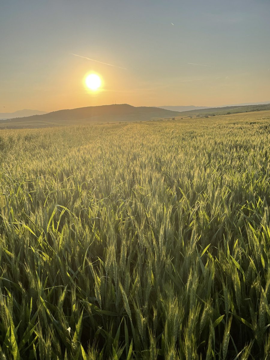 #wheat #farming #nature #Greece