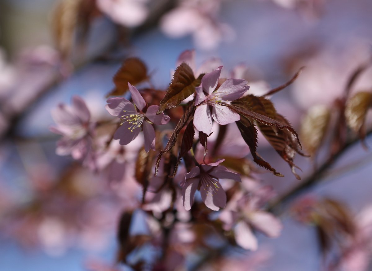 #cherryblossom #hanami #kirsikkapuu
*
#luonto #nature
#valokuvaus #photography
#canon7dmk2 #luontokuvaus #naturephotography
#luontovalokuvaus
#suomenluonto #yleluonto
#ylesää #mtvsää
#suomenluonnonvalokuvaajat
#canonnordic #canonkevät