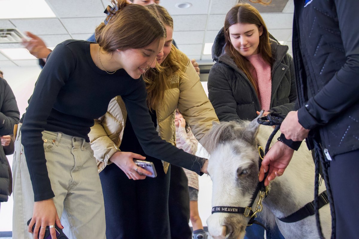 norriscenter's tweet photo. For Be Kind to Animals Week 2023,
flashback to when Norris partnered with
@maneinheaven during Fall Quarter to bring miniature
therapy horses to Northwestern students during finals
week! https://t.co/2xthpiSLyP
