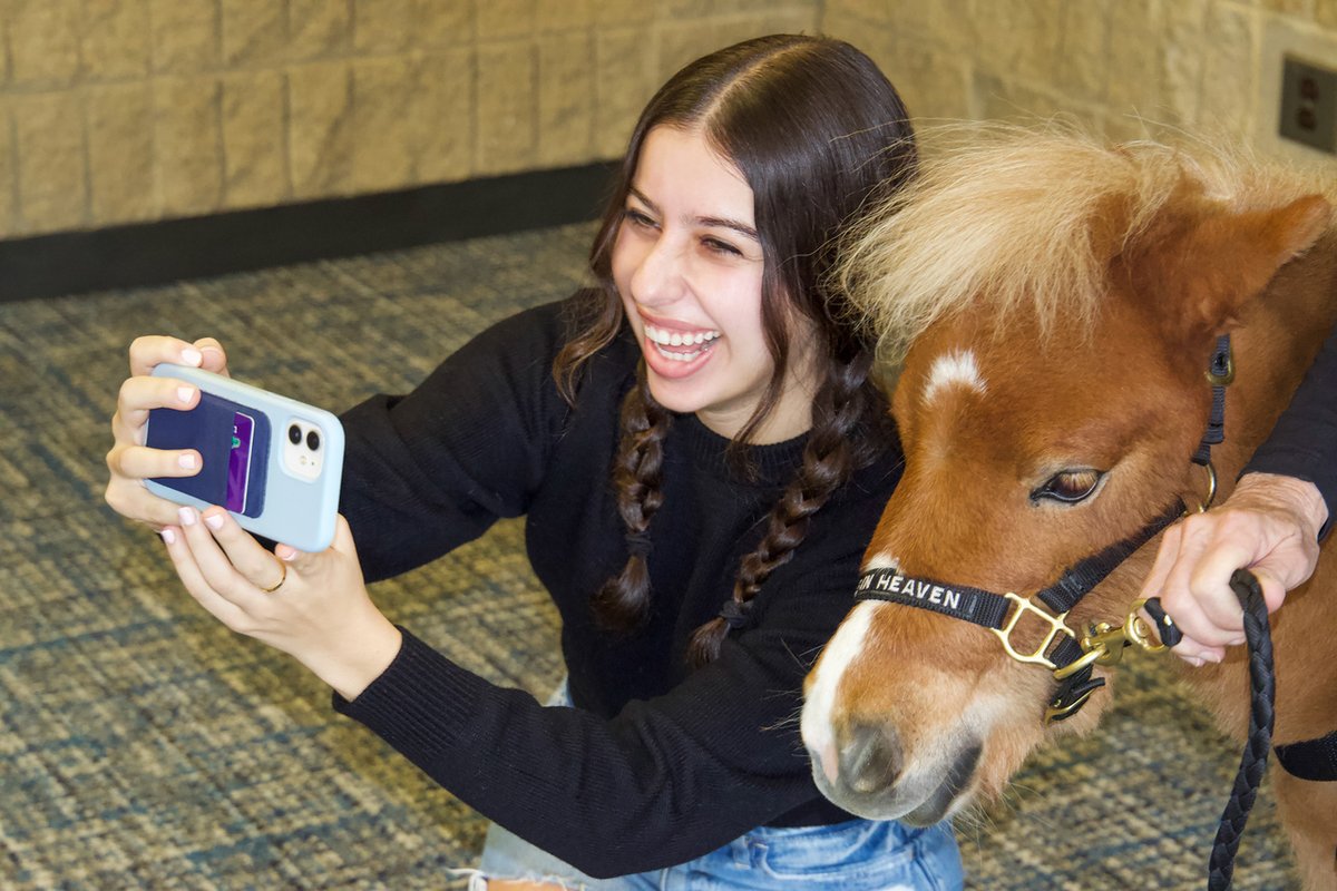 For Be Kind to Animals Week 2023,
flashback to when Norris partnered with
<a href="/maneinheaven/">Mane in Heaven Miniature Therapy Horses</a> during Fall Quarter to bring miniature
therapy horses to Northwestern students during finals
week!