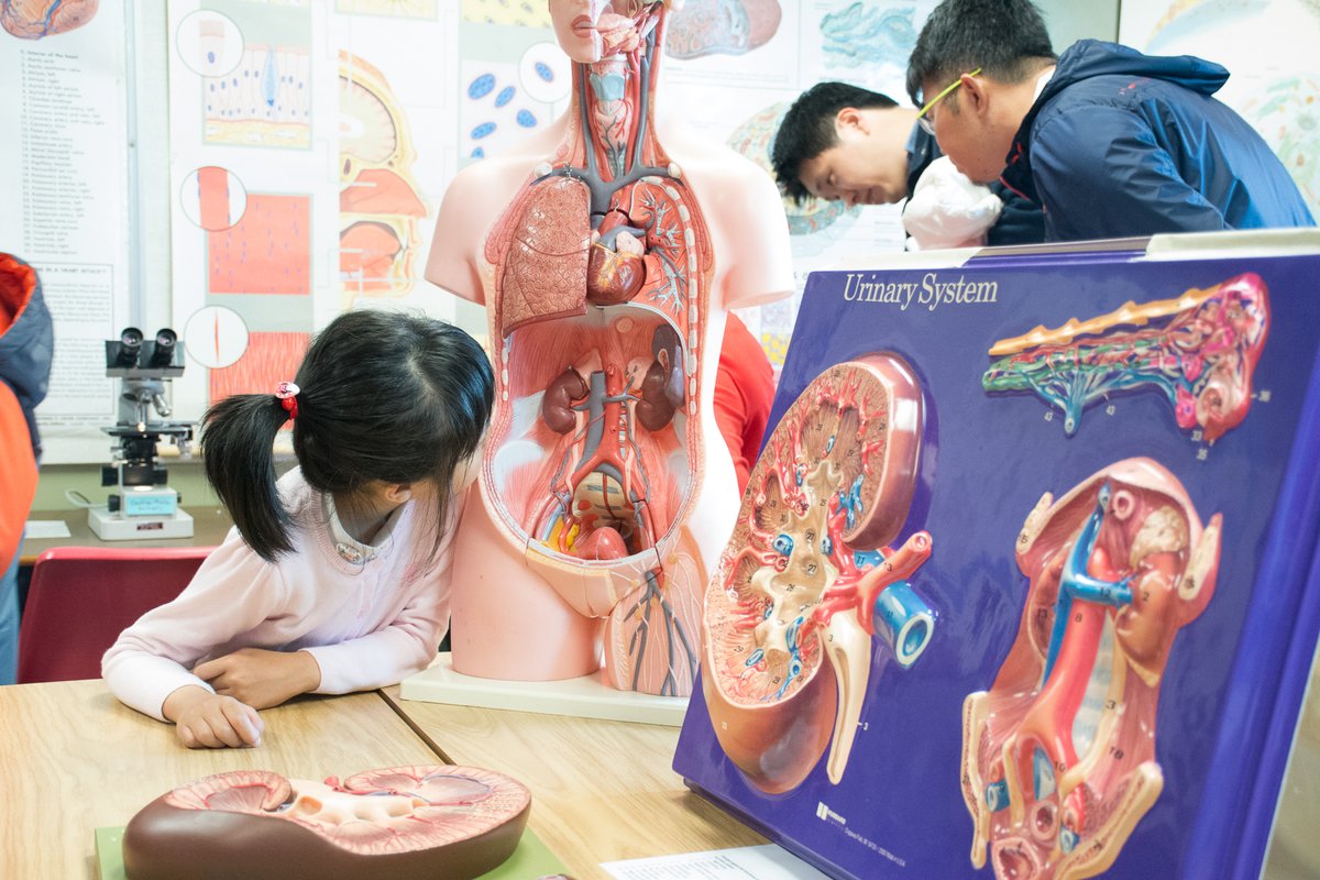 KPUSR's tweet photo. Do you want to know how the different organs work together to keep our bodies functioning properly? 🫁

Our Anatomy and Physiology lab demos will show you how!

KPU Science Rendezvous is back this May 13, and sold out! 

📣Waitlist on Eventbrite for tickets. https://t.co/Ykzgw8Oln3
