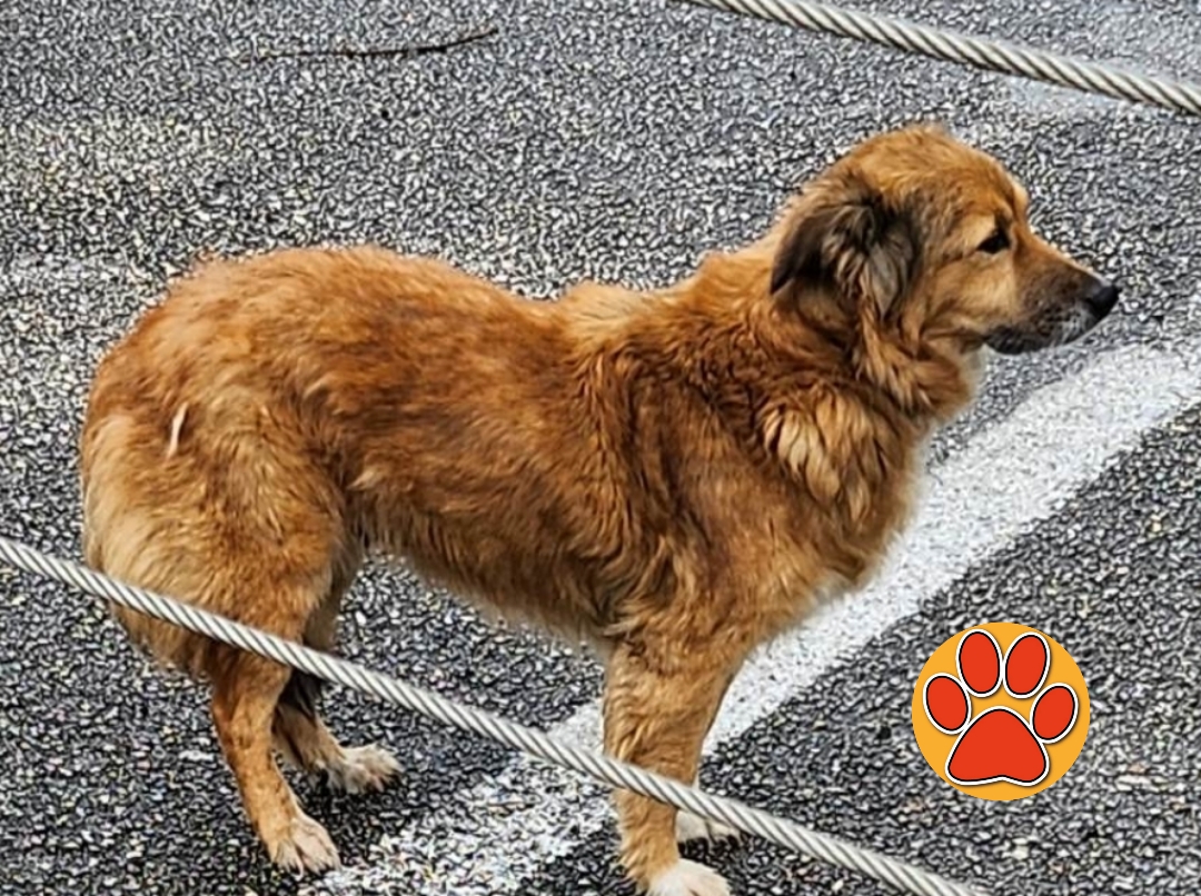 franbar71's tweet photo. Cagnolino in strada a Contigliano. Di chi è? #tesoriaquattrozampe https://t.co/w3zLBSZdIw https://t.co/lNvIcGmDaS
