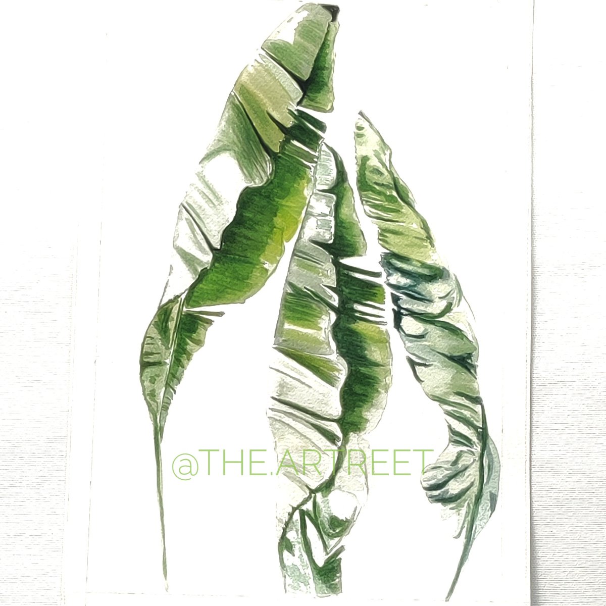 TArtreet's tweet photo. Watercolor painting of Banana leaves
@ArtMutuals
 @ArtinAmerica  @ArtLoungein @Camlin_Official @artpublishing #watercolorpainting  #bananaleaves #botanicalart  #shadesofgreen #artistsontwitter https://t.co/dJA07CacHT