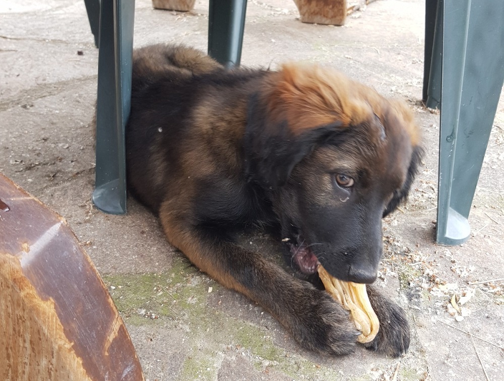 franbar71's tweet photo. Mompeo, splendida cucciola aspetta la tua chiamata #tesoriaquattrozampe https://t.co/IHtdnzZYiZ https://t.co/xk6JTFgWy1