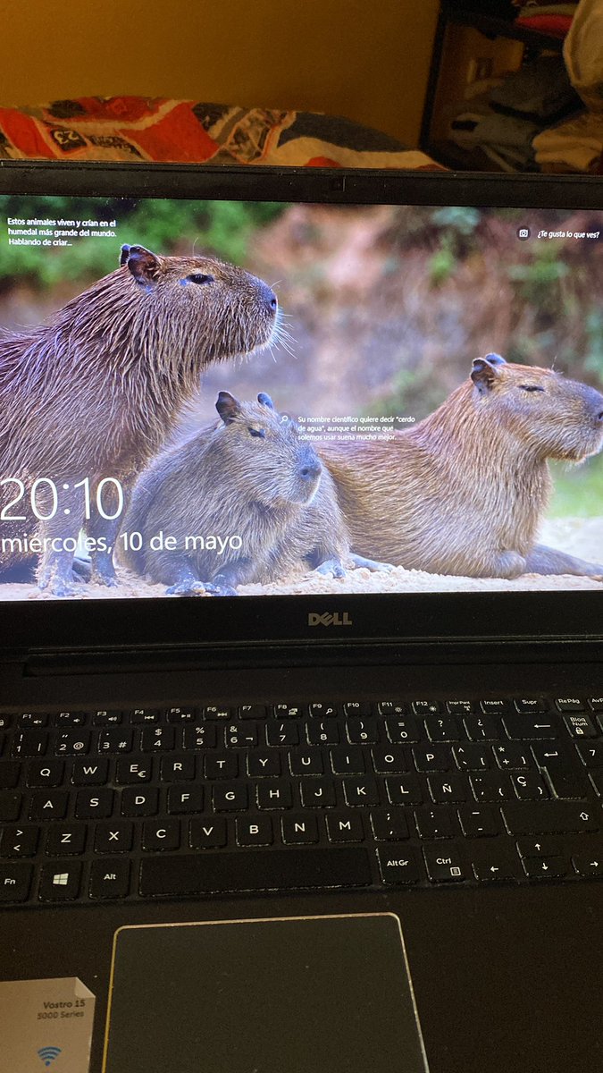 marcg_01's tweet photo. CAPIBARA 😭 https://t.co/xlqkqJleJb