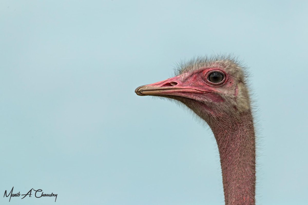 Beautiful female Common Ostrich photographed in Nairobi National Park, Kenya. 
#commonostrich #ostrich #bird #birdlife #birdwatchers #birdsoftheworld #BirdsOfTwitter #BBCWildlifePOTD #TwitterNatureCommunity #TwitterNaturePhotography #NationalGeographic #wildlifephotography