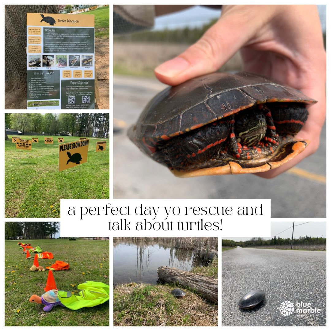 Rescued a midland painted #turtle on our way to <a href="/TweedOntario/">Municipality Tweed</a> to facilitate our Turtle Trials activity in partnership with Turtles Kingston. Talk about a coincidence!