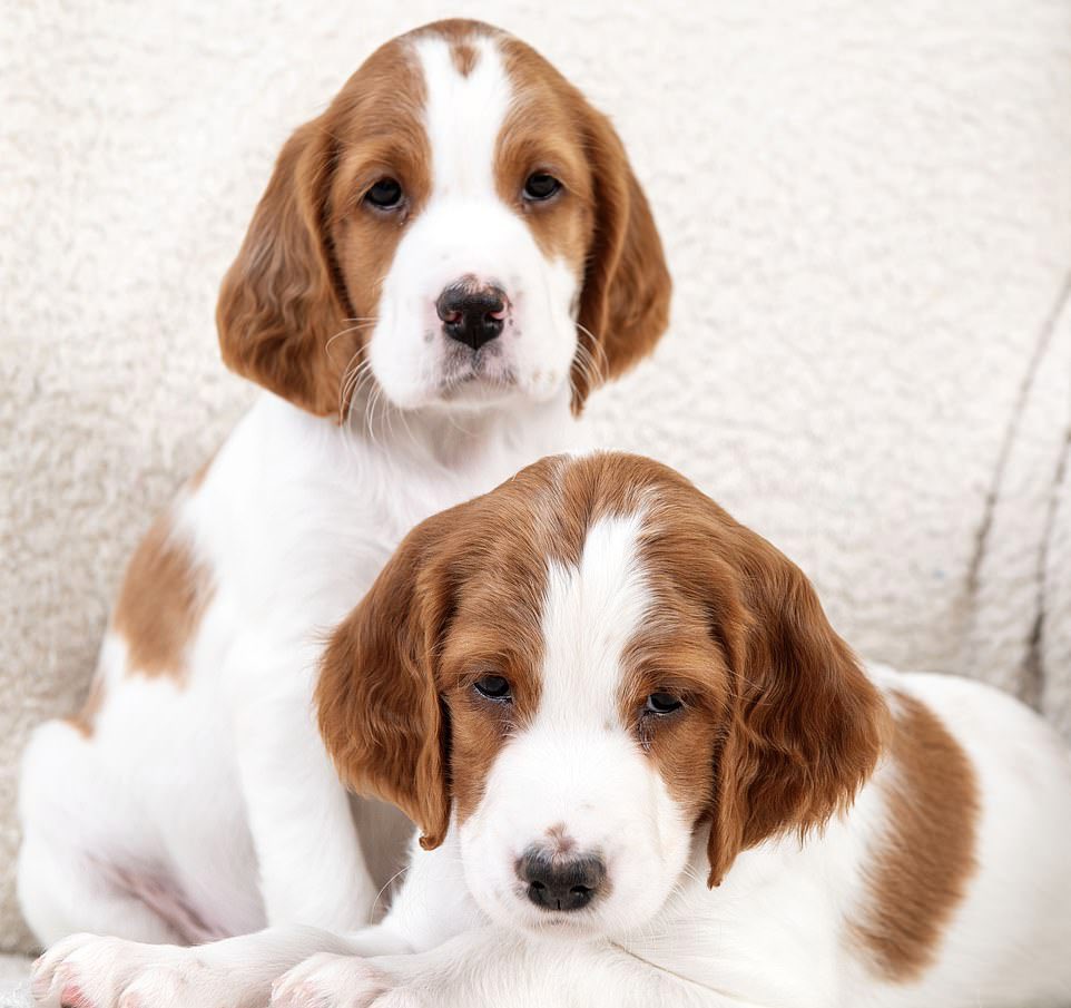 PuppyFindEurope's tweet image. 🐶🌈🐾 Irish Red and White Setters - one of the oldest breeds of setters! With excellent scenting abilities and a gentle disposition, they make perfect family pets. ❤️ #IrishRedAndWhiteSetter #SetterLove #HuntingDogs #FamilyPets 🐾🐶🌳🦆