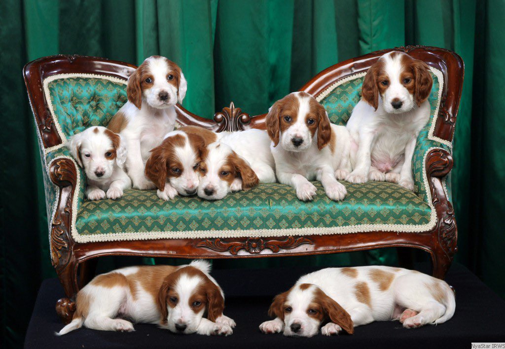 PuppyFindEurope's tweet image. 🐶🌈🐾 Irish Red and White Setters - one of the oldest breeds of setters! With excellent scenting abilities and a gentle disposition, they make perfect family pets. ❤️ #IrishRedAndWhiteSetter #SetterLove #HuntingDogs #FamilyPets 🐾🐶🌳🦆