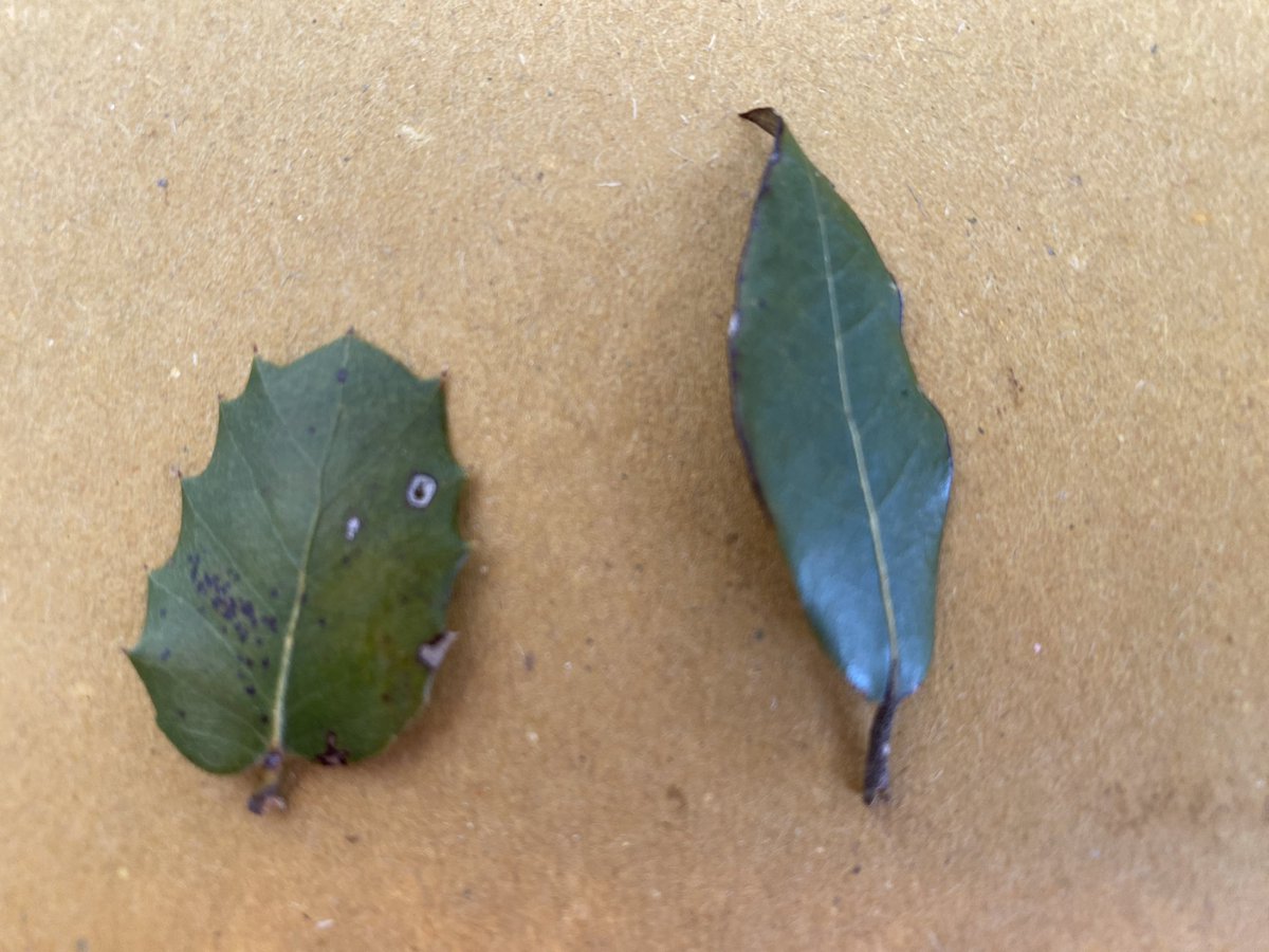 va_shiva's tweet photo. Today on our hike, we learned YOUNG Sardinian oaks protect themselves from goats by producing thorny leaves (L)

However, MATURE oaks - w leaves higher on branches, inaccessible to goats - produce smooth leaves (R)

Nature is an incredibly INTELLIGENT system, politicians are NOT. https://t.co/y50nv0pEOB