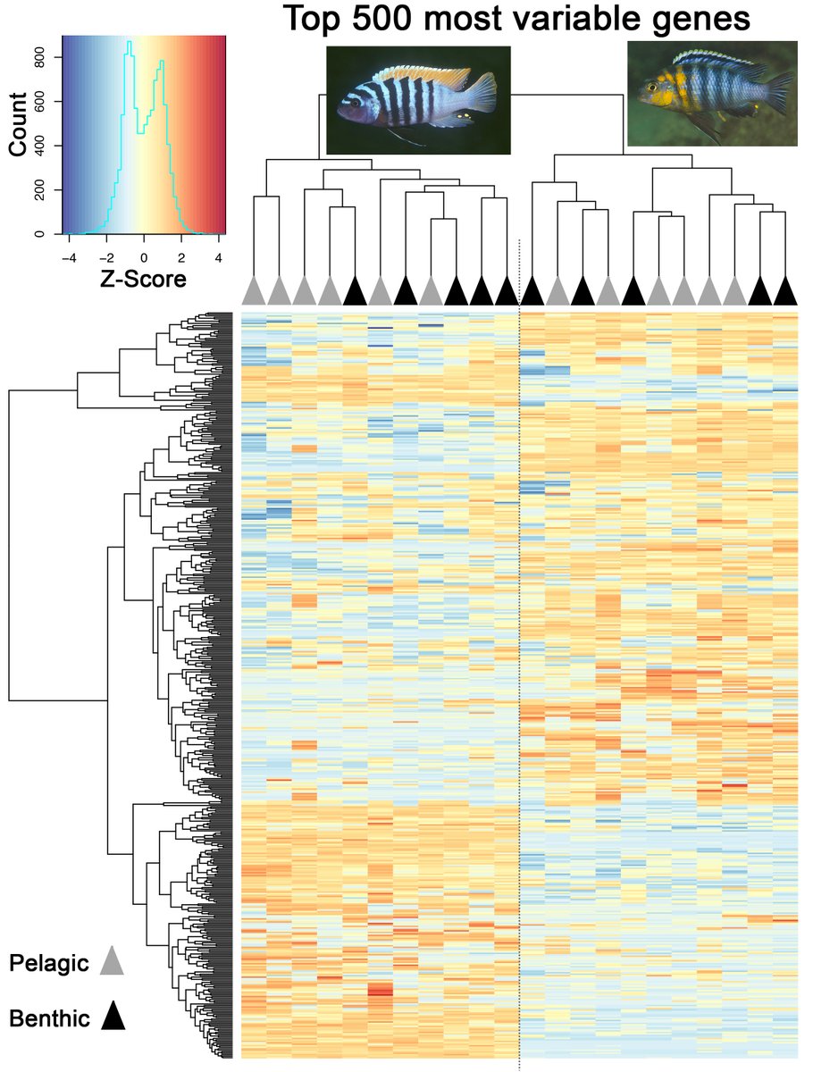 Craig Albertson tweet media