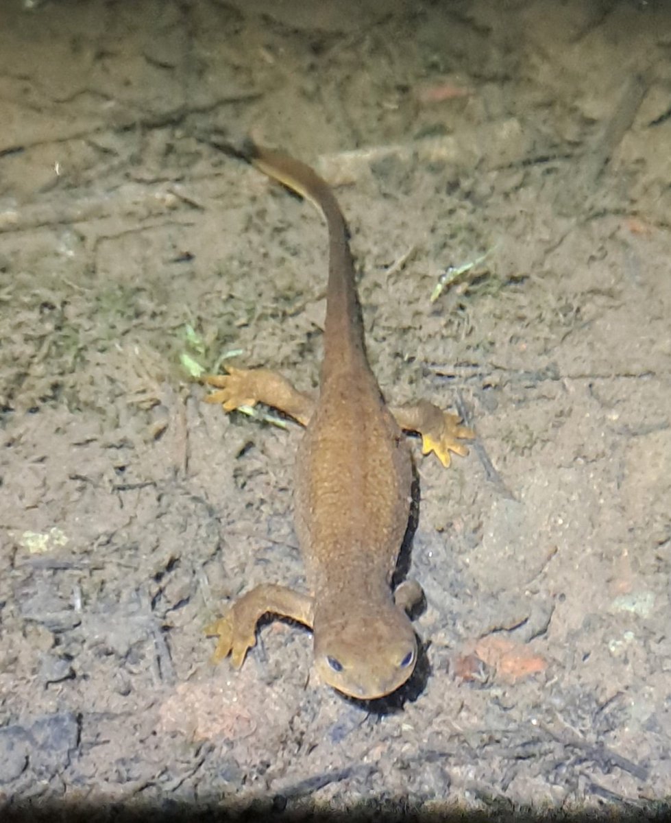 Can anyone help me ID this aquatic #salamander from Sylvia Lake, WA?