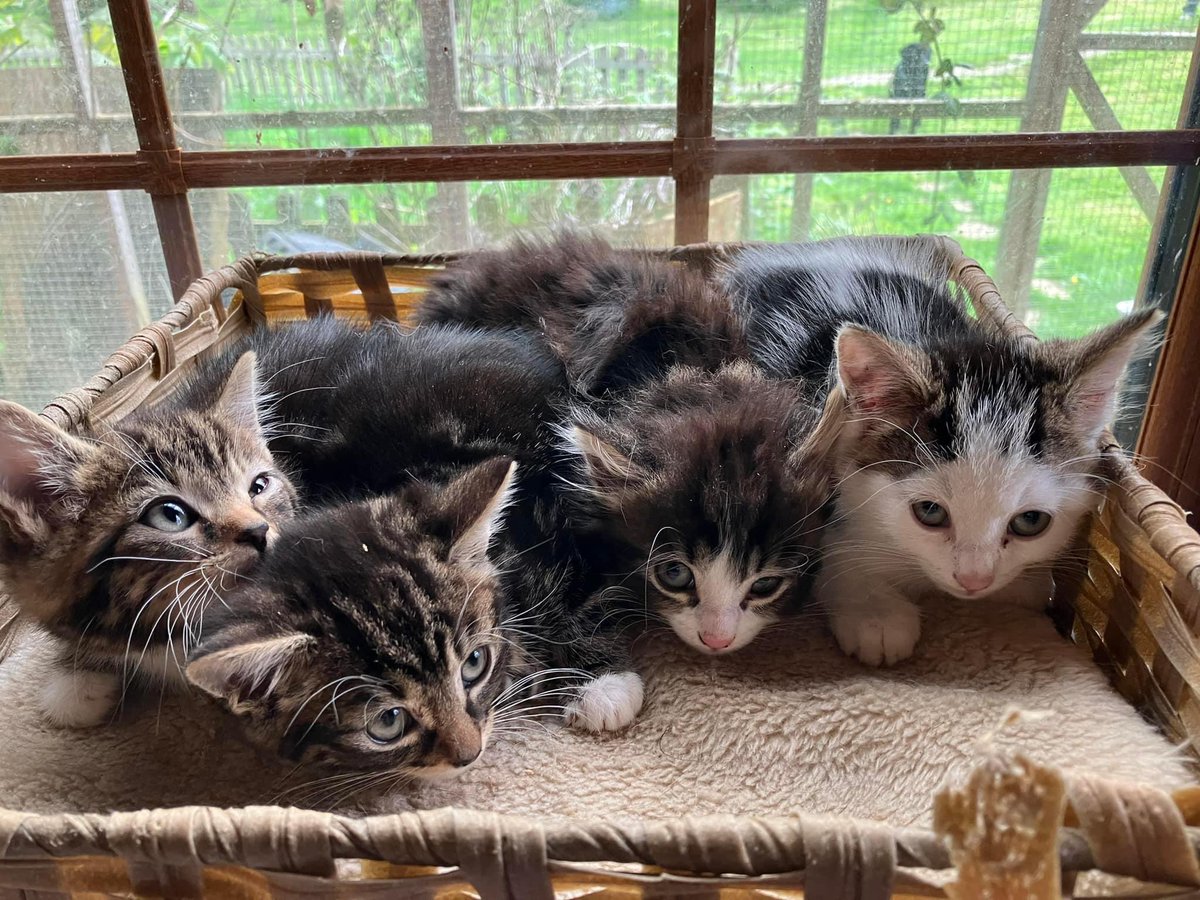 RSPCABalhamToot's tweet photo. Meet our new kittens; Minnie, Milo, Maddie and Merlin 😻

We’ve been working closely with a local family to help them get their cats neutered, and these beautiful bundles of fur are from their mums latest and final litter before she gets spayed! https://t.co/2aiXN7URa0