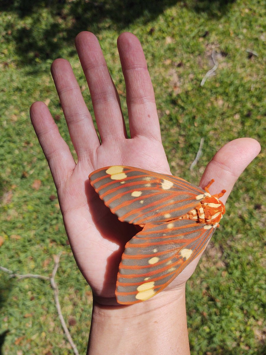 erincpow's tweet image. Absolute unit of a moth! Found hanging on the eave of my house and placed on the nearby sweetgum tree. So heavy she could barely fly! 

Citheronia regalis, regal moth aka hickory horned devils as caterpillars. 
1/2 Video 👇