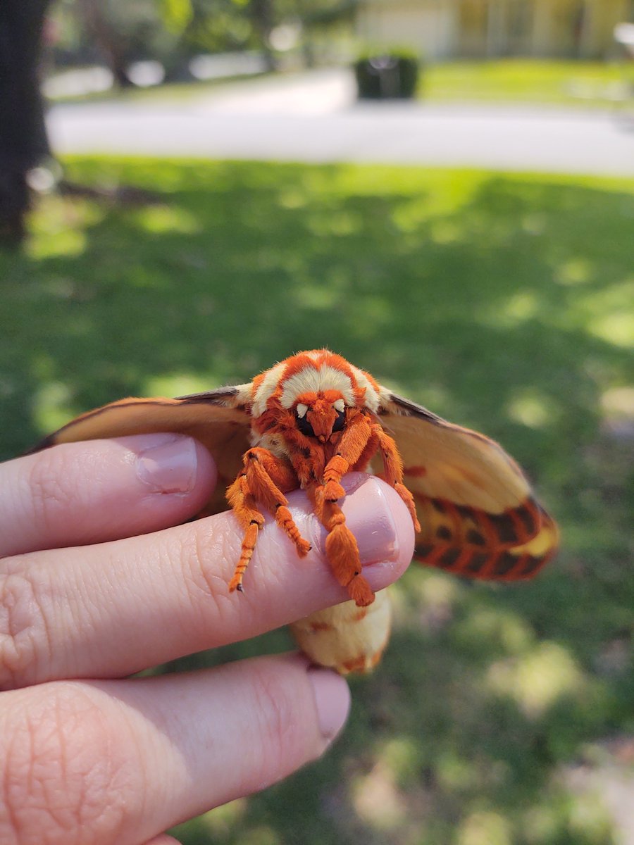 erincpow's tweet image. Absolute unit of a moth! Found hanging on the eave of my house and placed on the nearby sweetgum tree. So heavy she could barely fly! 

Citheronia regalis, regal moth aka hickory horned devils as caterpillars. 
1/2 Video 👇