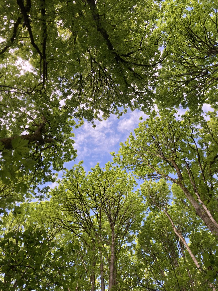 Open Forest Protocol (OFP) (@openforest_) on Twitter photo As the <a href="/UN/">United Nations</a> Forum on Forests meets this week, we are reminded of the importance of #forests in our ecosystems AND economic systems ๐ณ
๐ขHow #trees affect the global economy
(source <a href="/bgci/">Botanic Gardens Conservation International</a>)๐
(1/4) As the <a href="/UN/">United Nations</a> Forum on Forests meets this week, we are reminded of the importance of #forests in our ecosystems AND economic systems ๐ณ
๐ขHow #trees affect the global economy
(source <a href="/bgci/">Botanic Gardens Conservation International</a>)๐
(1/4)