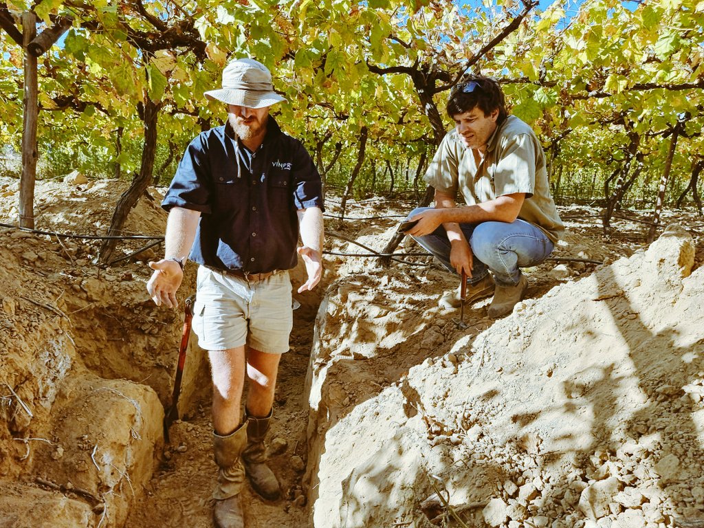 JohanVinpro's tweet photo. What a day! We discussed different methods of improving soil compaction and root pruning in existing vineyards. Practical day in the soil with producers - doesn't get better than this! @Vinpro_za @RicoBasson https://t.co/7eXRCKpMoP