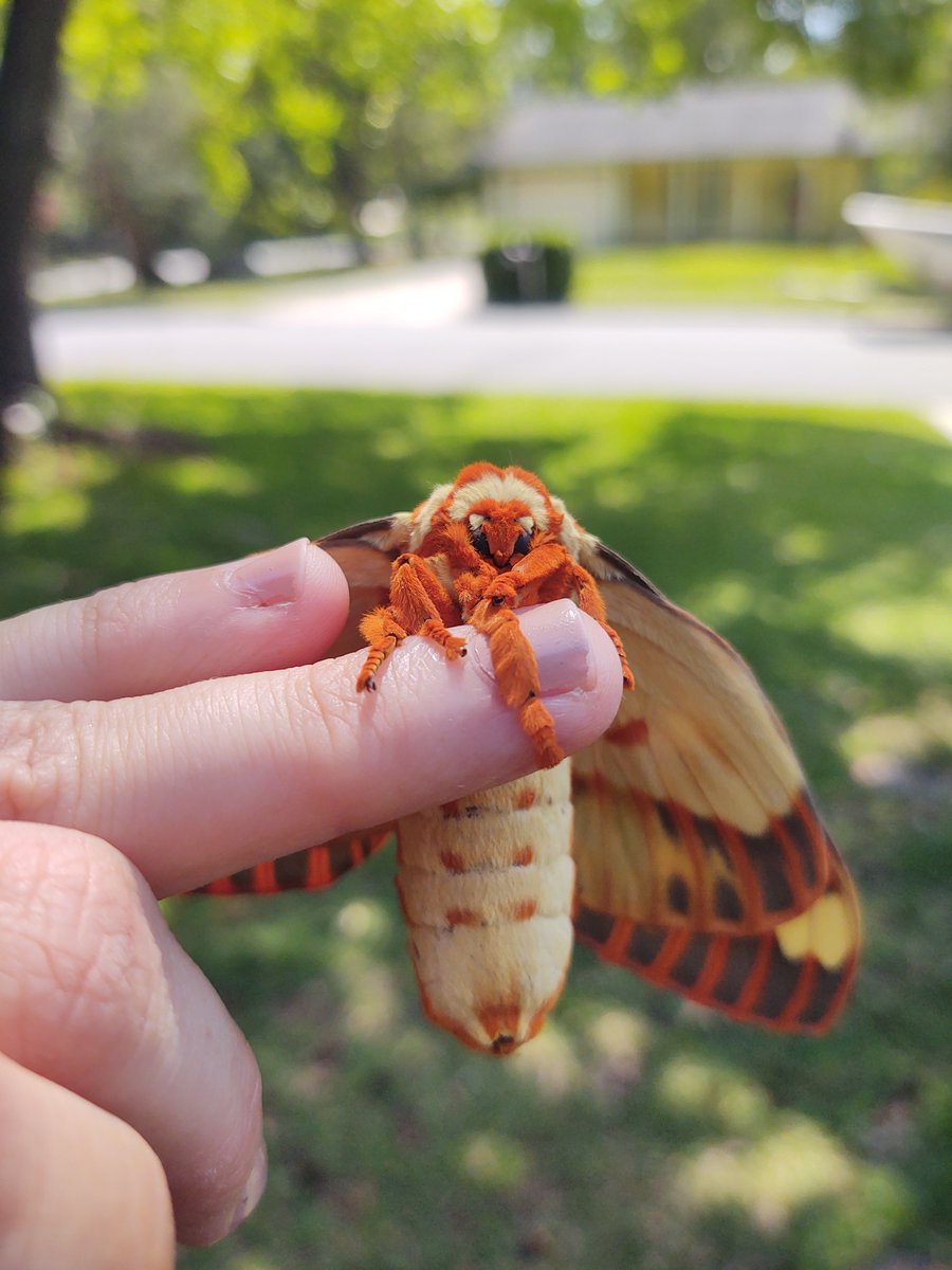 erincpow's tweet image. Absolute unit of a moth! Found hanging on the eave of my house and placed on the nearby sweetgum tree. So heavy she could barely fly! 

Citheronia regalis, regal moth aka hickory horned devils as caterpillars. 
1/2 Video 👇