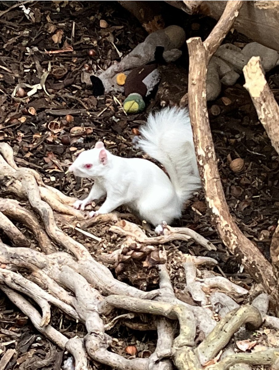 How do you stay clean ice 🤍🐿🐿🐿🐿 hitchinsquirrelrescue.co.uk