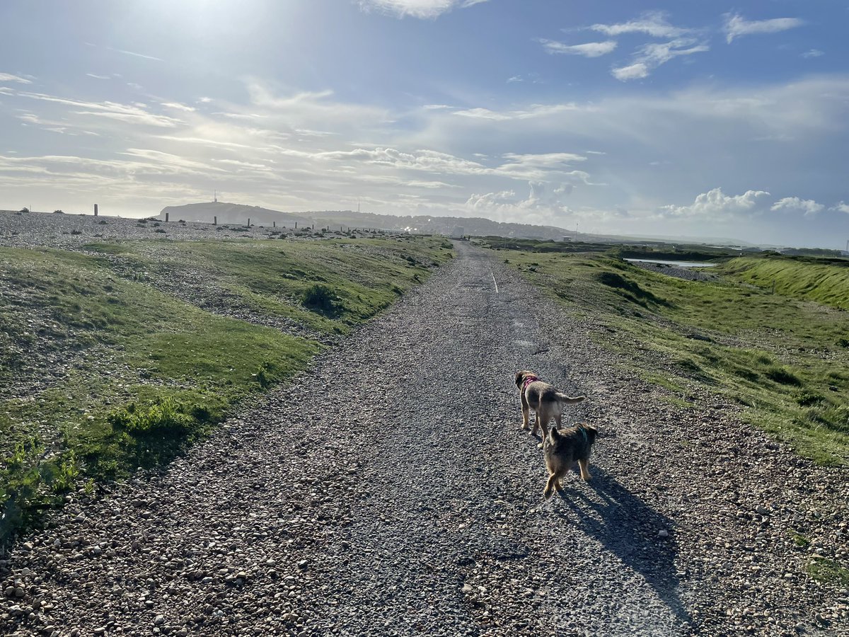 SkipperTheBear's tweet image. We went to #Tidemills this evening. We ran along the beach, we had a sausage each, we sniffed the sea and had a wrestle! #Pawfect