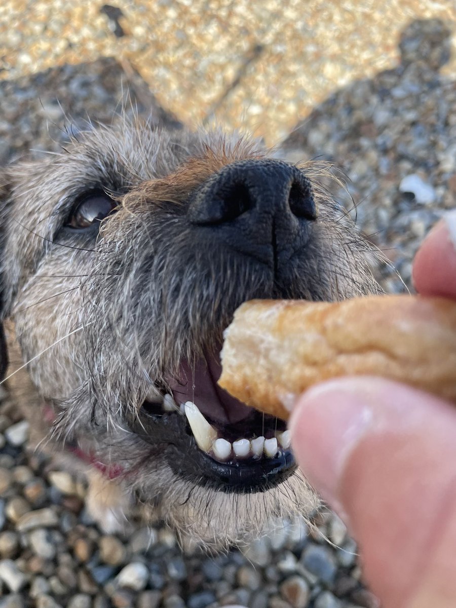 SkipperTheBear's tweet image. We went to #Tidemills this evening. We ran along the beach, we had a sausage each, we sniffed the sea and had a wrestle! #Pawfect